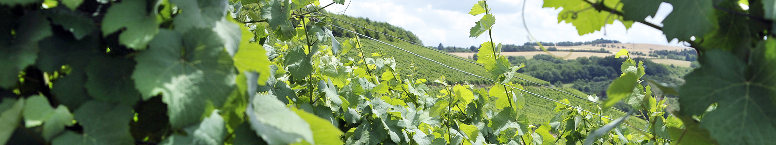 Blick in Weinberge ©DLR